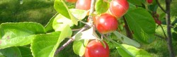 Autumn Crop at The Cottages Ireland