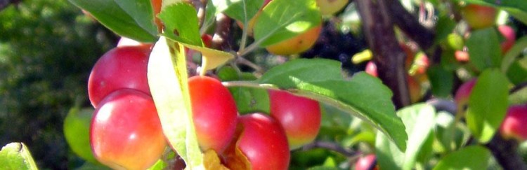 Autumn apple crop at The Cottages 2011