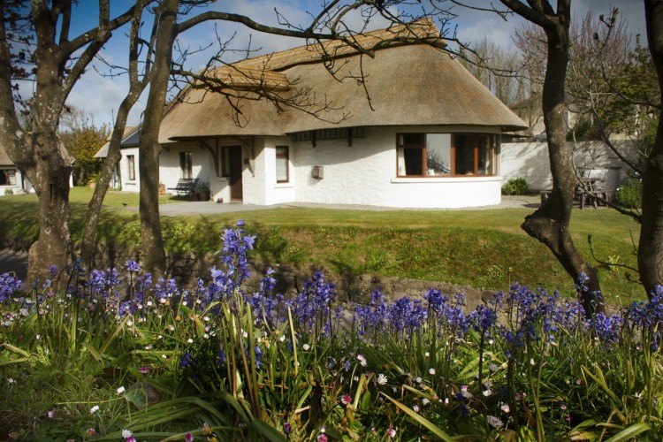 Bluebells in spring at Thatcher's Rest Cottage