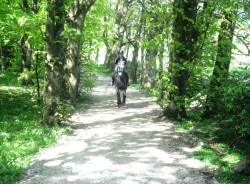 Piperstown Equestrian Centre