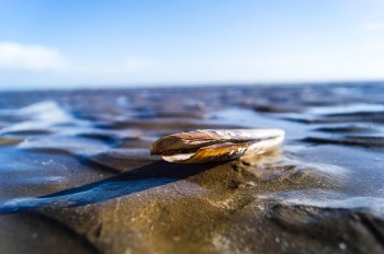 Razor Shell on Bettystown Beach