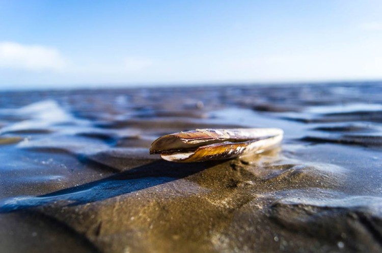Razor Shell on Bettystown Beach