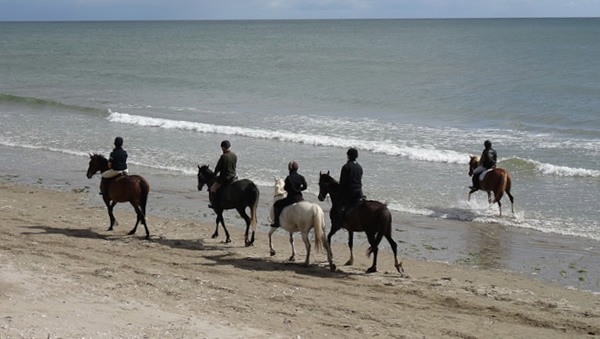 Horses on Beach