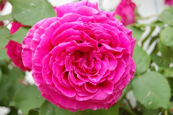 Rose in Bloom