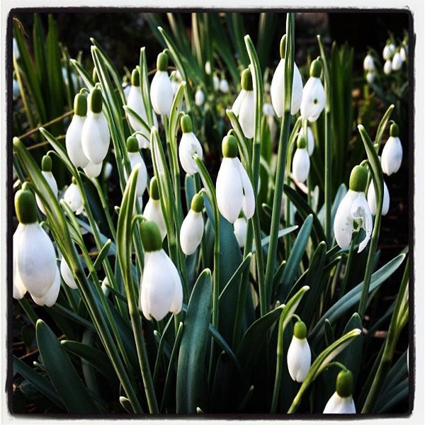 Snowdrop by David Alsybury