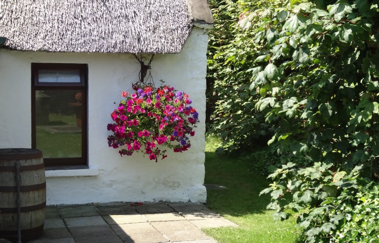 Large Hanging basket outside Little Orchard Cottage