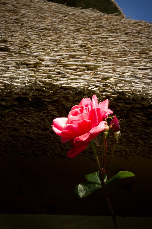 Flower from the Cottages Gardens with thatched roof
