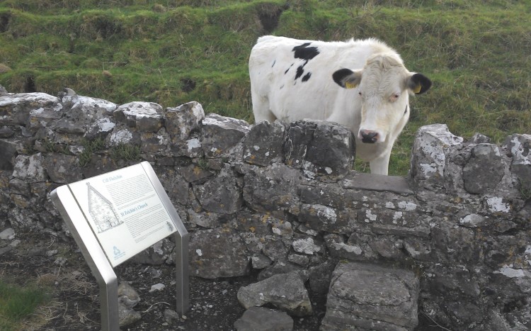 Cow Reading a Sign