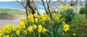 Daffodils in bloom at The Cottages Ireland