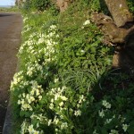 Along the path to Honeymoon Cottage