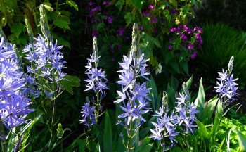 Cottage garden blog