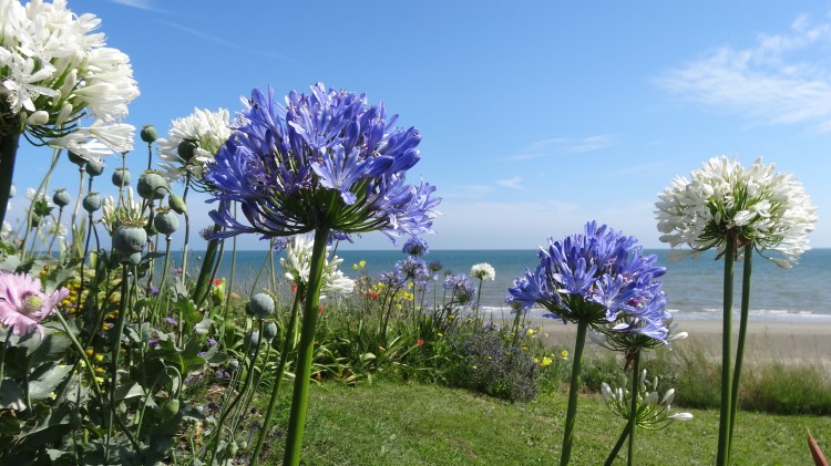 Looking through the flowers to the beach Looking through the flowers to the beach