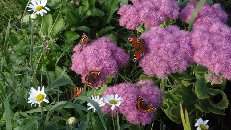 Butterflies on sedum in the gardens