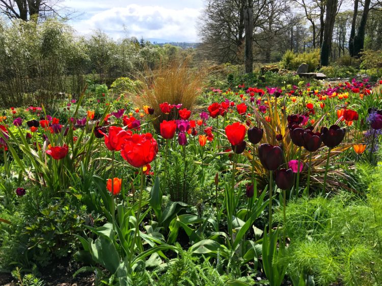 June Blake's Garden