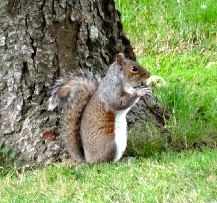 Mr Squirrel - Photo Competition 2016