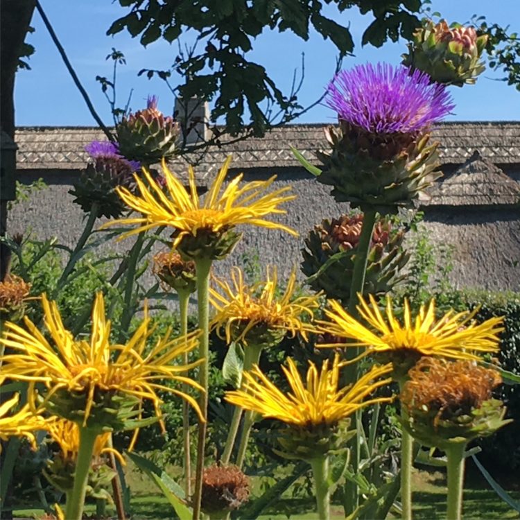 Flowers in the gardens at the Cottages