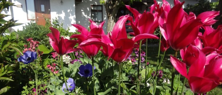 The Cottage Gardens in Bloom