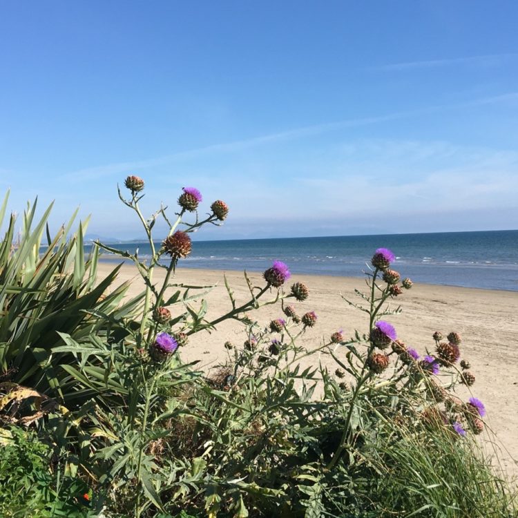 Overlooking garden to beach and sea