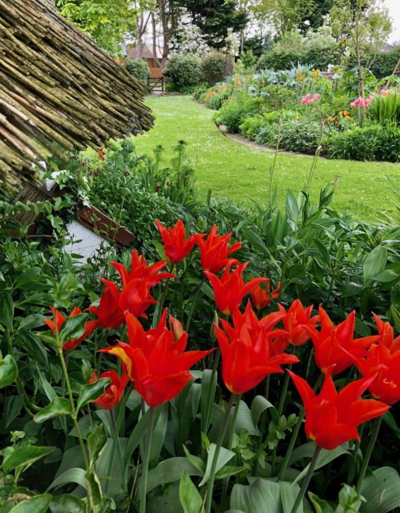 Tulips in the Cottage gardens