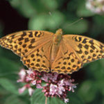 Closeup of a butterfly. Green Washed Fritillary on Marjoram