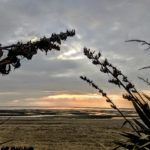 View through flax to the beach