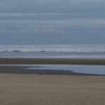 Horses on Bettystown beach