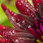 Closeup of a red dahlia