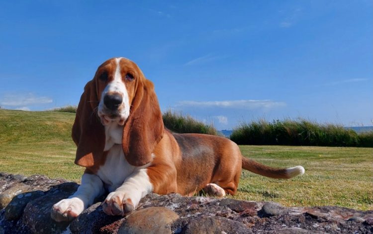 Poppy Basset at the Cottages