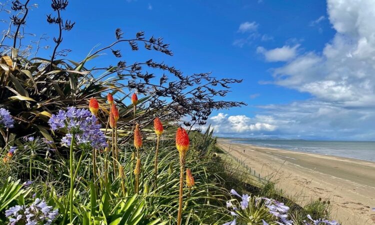 Beach flowers at the Cottages, Ireland