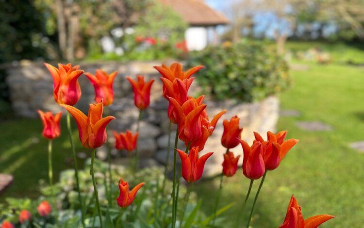 Cottages gardens