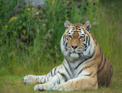 Tiger at Emerlad Park