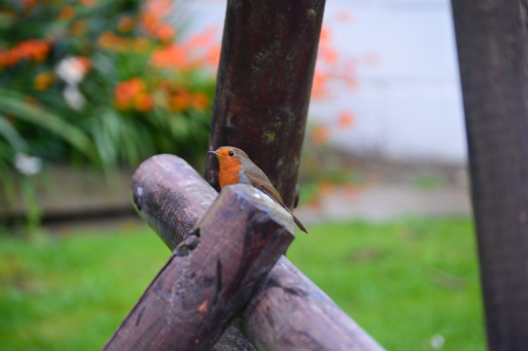 Playground Robin Playground Robin